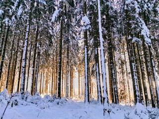 Winter im Wald