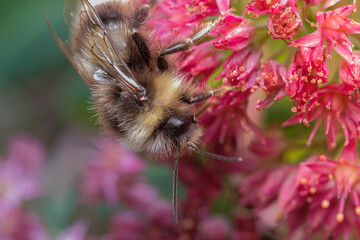 spring mood of nature, the awakened little bumblebee pollinates a rhododendron flower