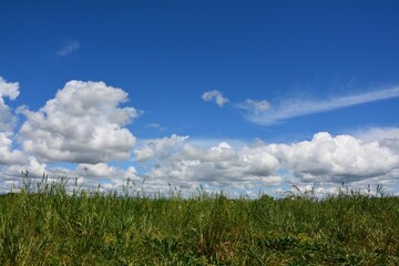 field of grass and sky