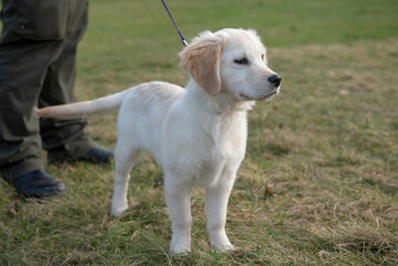 Beautiful Golden retriever puppy outdoors in a park 