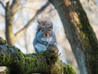 Grey Squirrel Sitting on a Branch