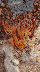 Close-up of a dry wood texture