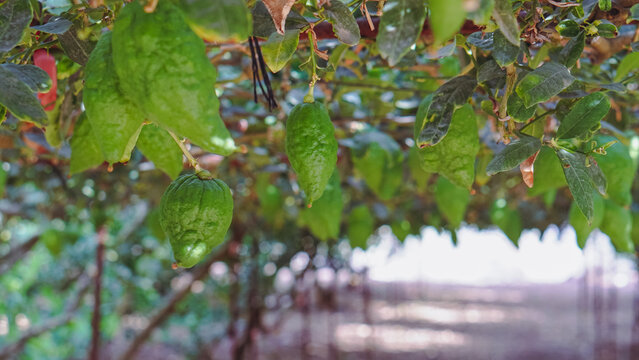 Etrog fruits on the plantation in Israel
