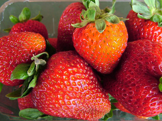 Horizontal closeup of large, ripe strawberries in a clear plastic container