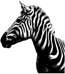 zebra head profile isolated on white - obrazy, fototapety, plakaty
