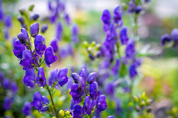 Flowers of an Akonite (Aconitum variegatum)