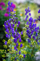 Flowers of an Akonite (Aconitum variegatum)