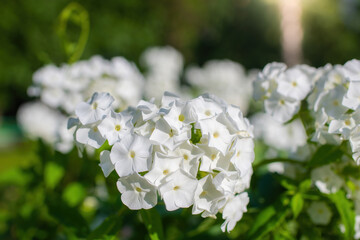 Fototapeta premium White phlox flower close up.