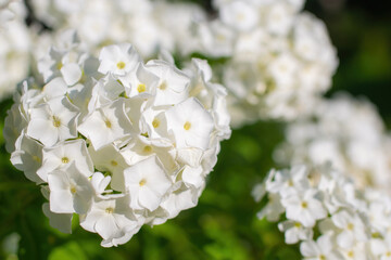 White phlox flower close up.