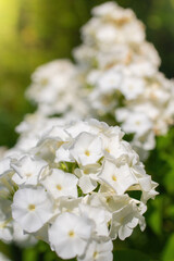 White phlox flower close up.