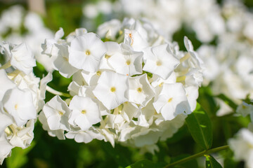White phlox flower close up.
