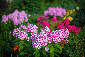 Obraz premium Pink phlox flower close up.
