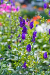 Flowers of an Akonite (Aconitum variegatum)