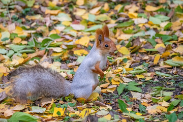 Squirrel climbs in park