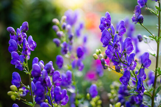 Flowers of an Akonite (Aconitum variegatum)