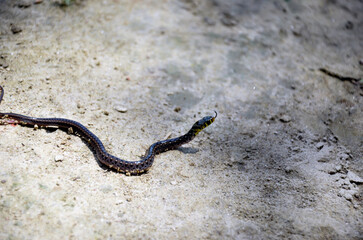 Newborn snake crawling on dry mud. Black poisonous serpent or snake learning to crawl after its birth