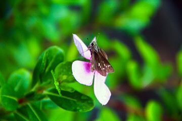 Closeup of a three-spotted skipper commonly known as borbo cinnara, rice swift or formosan swift butterfly sitting on the pink flower.