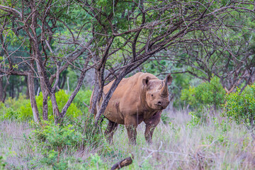 Fototapeta premium An agressive bull Black Rhino confronts the camera in the bush of South Africa's Kwazulu-natal.