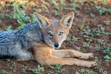 Naklejka na ściany i meble Portrait of a young Black-backed Jackal in the Western Cape, South Africa.