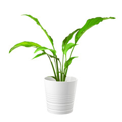 Green spathiphyllum plant in a pot isolated on white background.