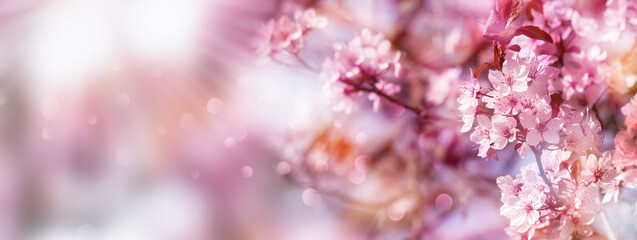 beautiful flowering cherry tree in springtime, blurred cherry blossom branch spring background concept with copy space, sunshine on idyllic flowering tree in pink color