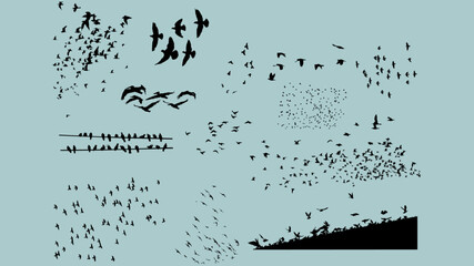 Set stormi uccelli cielo città storni colombi piccioni rondini gabbiani corvi cornacchie merli - obrazy, fototapety, plakaty
