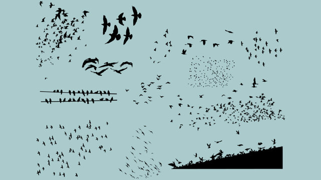 Set stormi uccelli cielo città storni colombi piccioni rondini gabbiani corvi cornacchie merli