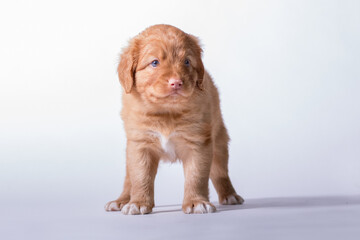 Nova Scotia Duck Tolling Retriever