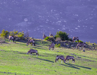 A small herd of Oryx grazing in the evening sunlight on the grasslands of the Western Cape in South...