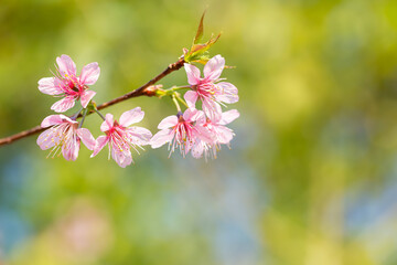Prunus cerasoides are beautiful pink in nature 