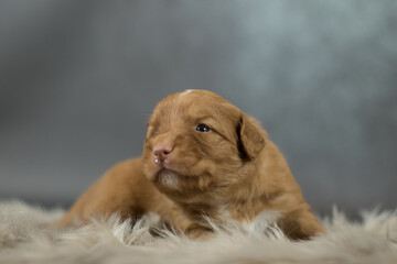 Nova Scotia Duck Tolling Retriever