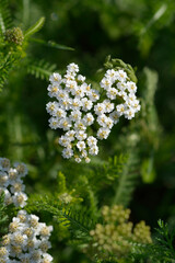 Common Yarrow