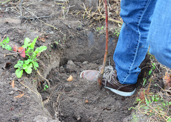Steps of tree planting: A gardener is tamping soil around a planted tree in a planting hole to eliminate air pockets.