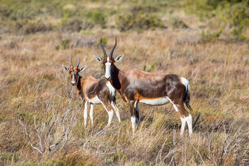 Portrait of a female Bontebok and her calf in the Western Cape, South Africa.