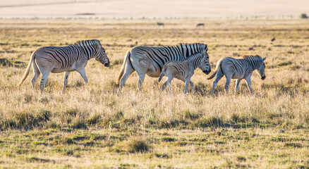 Fototapeta na wymiar The previously extinct Quagga, a subspecies of the Plains Zebra, now successfully being bred in South Africa's Western Cape, by selective use of the genes that inhibit the zebra's black stripes .