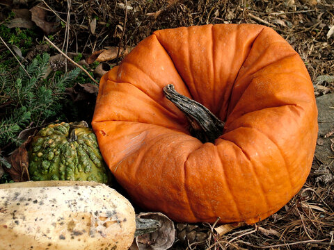 Horizontal image of a post-Halloween orange pumpkin that has rotted and collapsed into its center