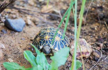 A critically endangered Geometric Tortoise in the Western Cape, South Africa.