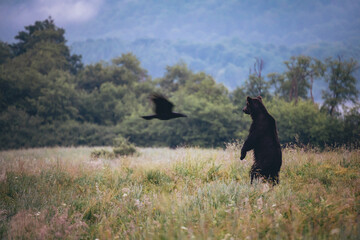 Bear (ursus arctos)