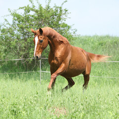 Obraz premium Budyonny horse running in spring