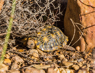 A critically endangered Geometric Tortoise in South Africa's Western Cape.