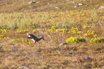 A spooked, Grey Rhebok runs away across the grasslands of the Western Cape in South Africa