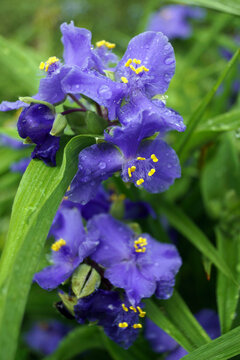Vertical closeup of the purple-blue flowers of 'Zwanenburg Blue' spiderwort (Tradescantia x andersoniana 'Zwanenburg Blue')