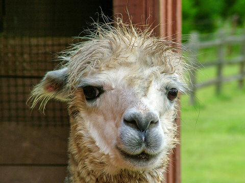 Horizontal image of smiling gray-white huacaya alpaca having a bad hair day