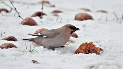 Bohemian Waxwing Eating