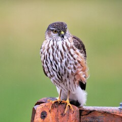 Sharp-Shinned Hawk Perched
