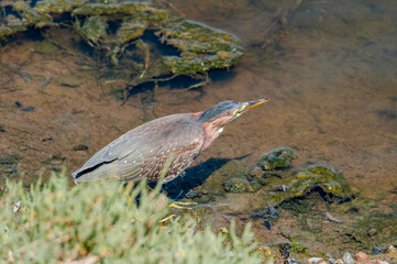 Green Heron (Butorides virescens) in Bolsa Chica Ecological Reserve, California, USA