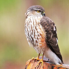 Sharp-Shinned Hawk