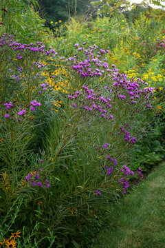 Vertical image of narrowleaf ironweed (Vernonia lettermannii) in full bloom in a perennial border