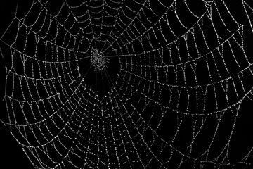 spider net with rain drops