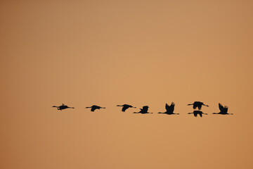 Migrating cranes
